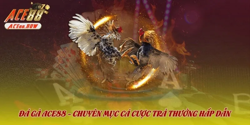 Bí quyết đá gà ACE88 siêu dễ từ cao thủ