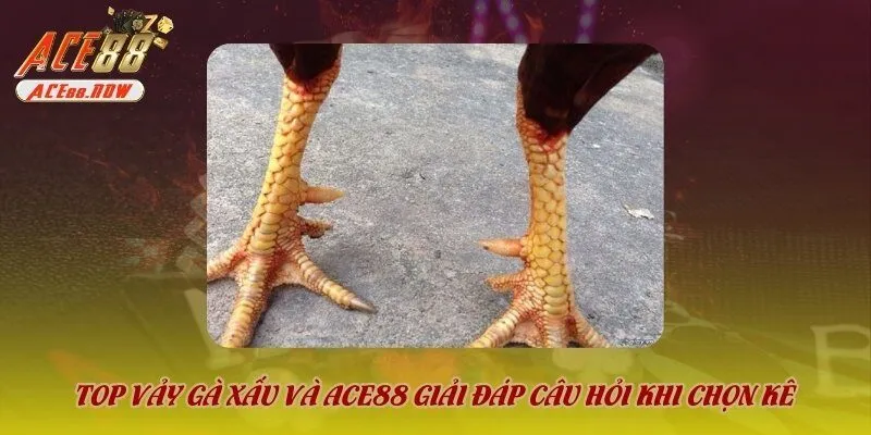 Tìm hiểu về vảy gà xấu là gì?