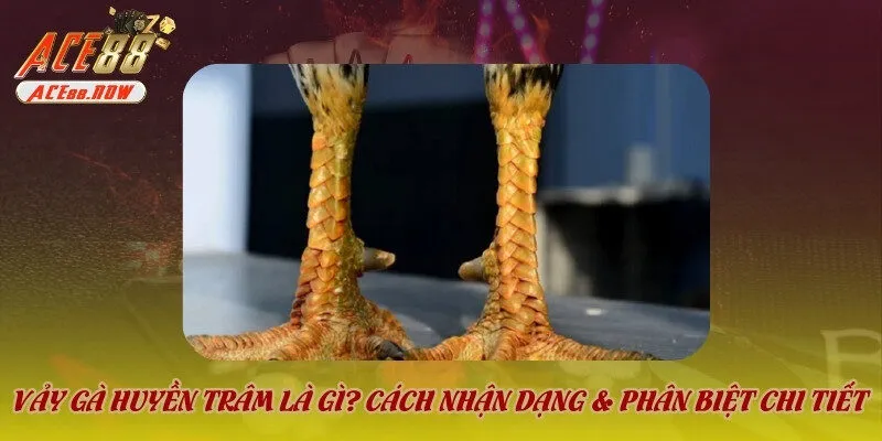 Giới thiệu sơ lược về vảy gà Huyền Trâm